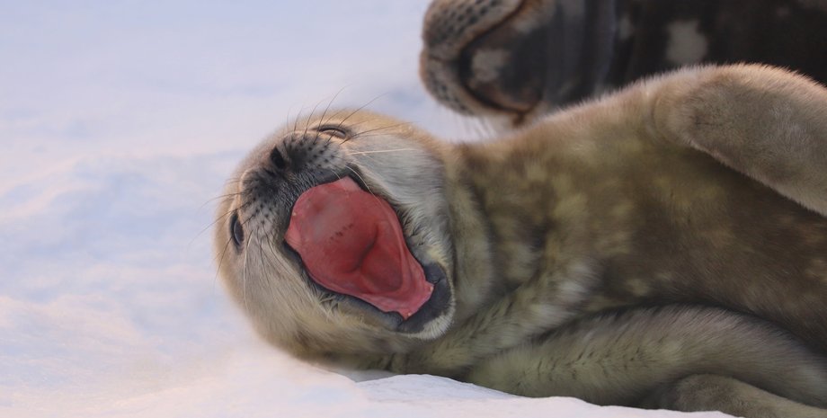 тюлени, академик вернадский, антарктида, детеныш