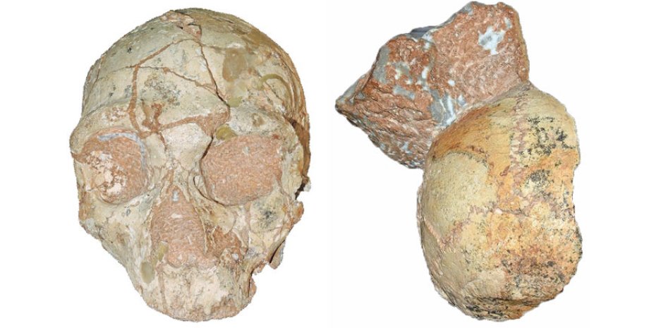 Череп неандертальца (слева) и фрагмент черепа человека современного типа. Katerina Harvati, Eberhard Karls/University of Tübingen