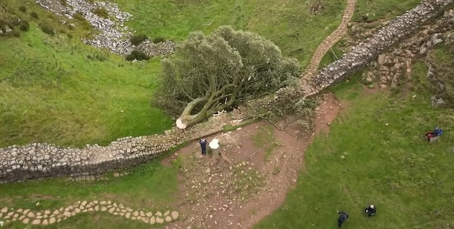 Sycamore Gap, дерево, робин гуд, срубили дерево
