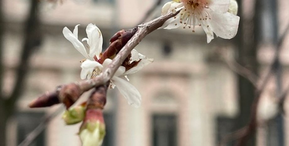 сакура, сакуры Киев, в Киеве зацвели сакуры