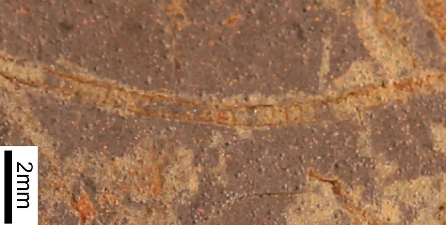 скам'яніла морська водорість