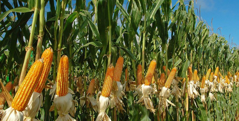 Фото: HarvestDiary