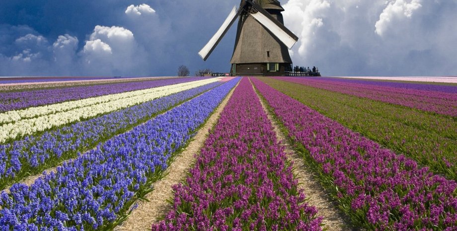 Нидерланды / Фото из открытых источников