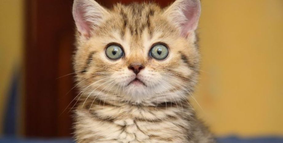 Хозяин оставил кота у дверей приюта, какая причина отказа от животного, домашние любимцы