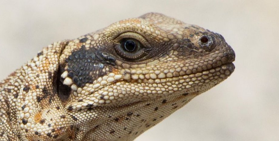 пустынная ящерица рептилия