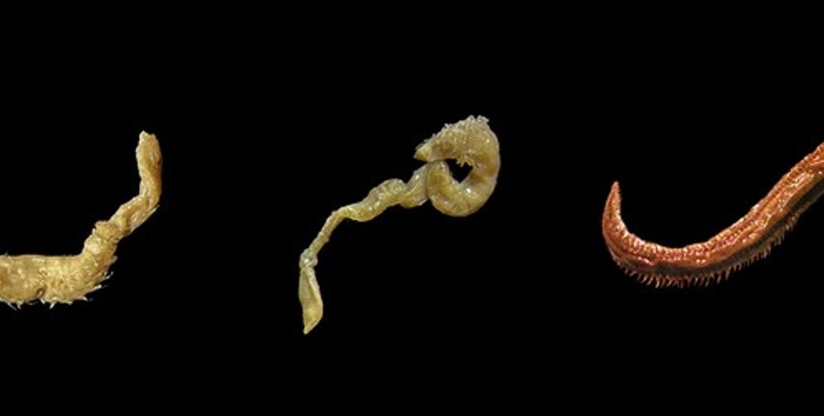 морские черви