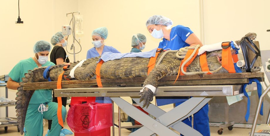 крокодил, кроссовок, флорида