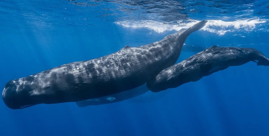 кашалоти в океані
