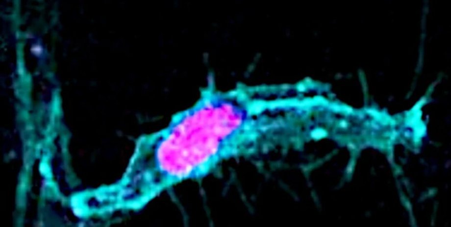 деление клетки