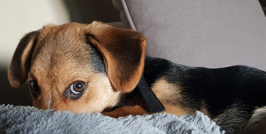 Люди впервые оставили собаку дома одну собака дом