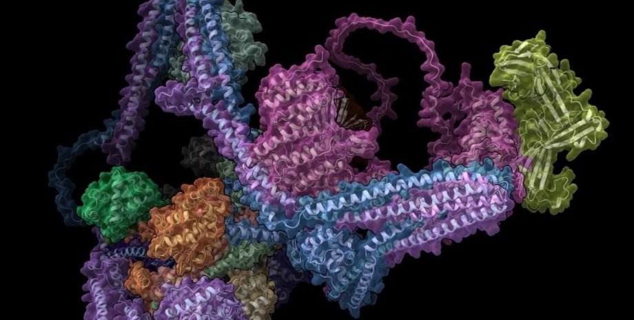 белки, белковый комплекс