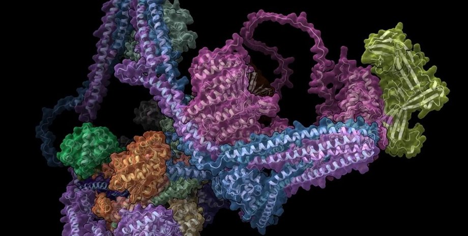 белки, белковый комплекс