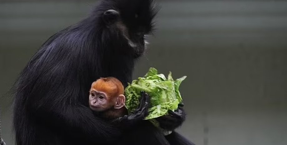 лангур франсуа, обезьяна, лиственная обезьяна