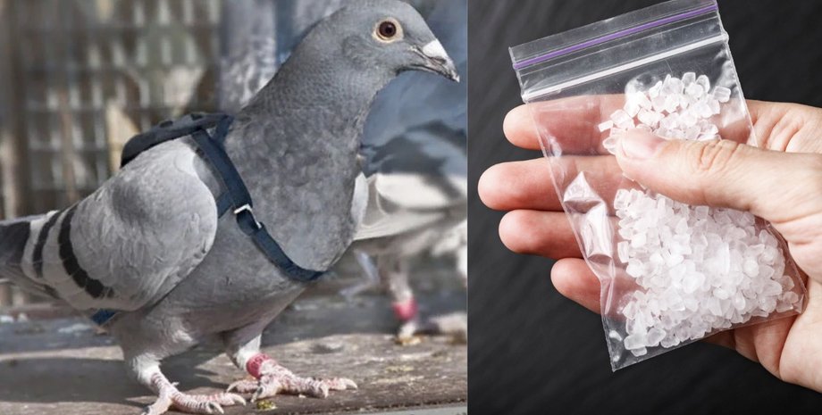 Голуб, наркотики, поштовий голуб, посилка, метамфетамін