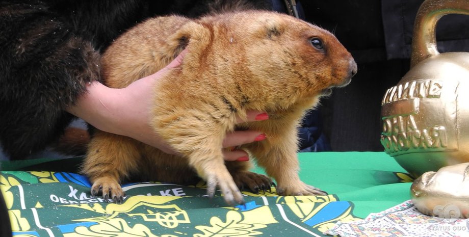 Сурок Тимка / Фото: sq.com.ua