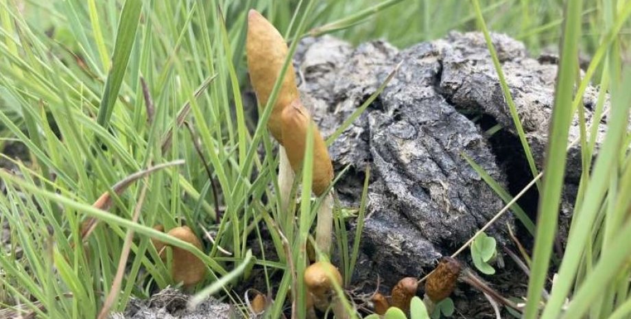 Psilocybe maluti был обнаружен растущим на пастбищах на коровьем навозе психоактивные грибы, галлюциногенные грибы