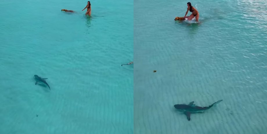 У США жінка захистила собаку власним тілом від чорноперої акули на мілководді