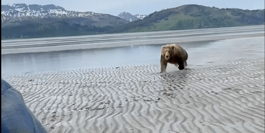 Нападение медведя, туристы, экскурсия, гид, животное, Аляска, бурый медведь, кричал на зверя,