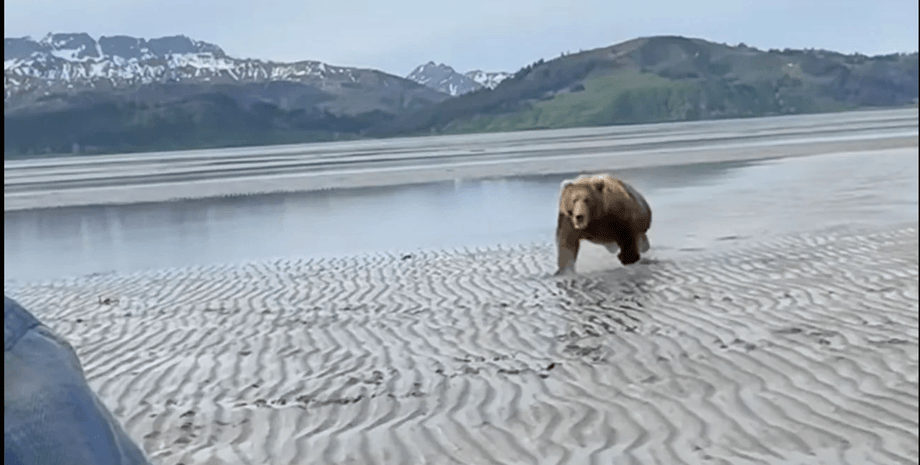Нападение медведя, туристы, экскурсия, гид, животное, Аляска, бурый медведь, кричал на зверя,
