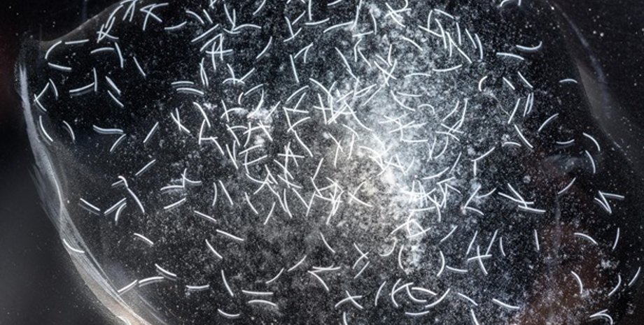 Фото: naked-science.ru