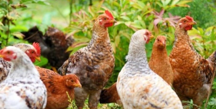 куры, много кур