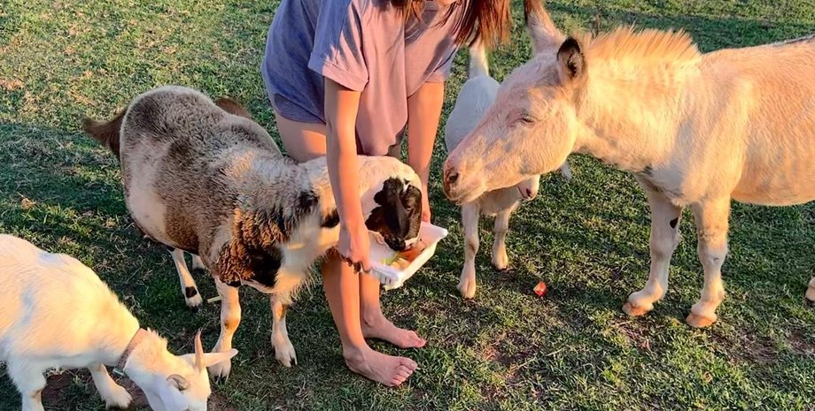 Міллі Боббі Браун, домашні тварини