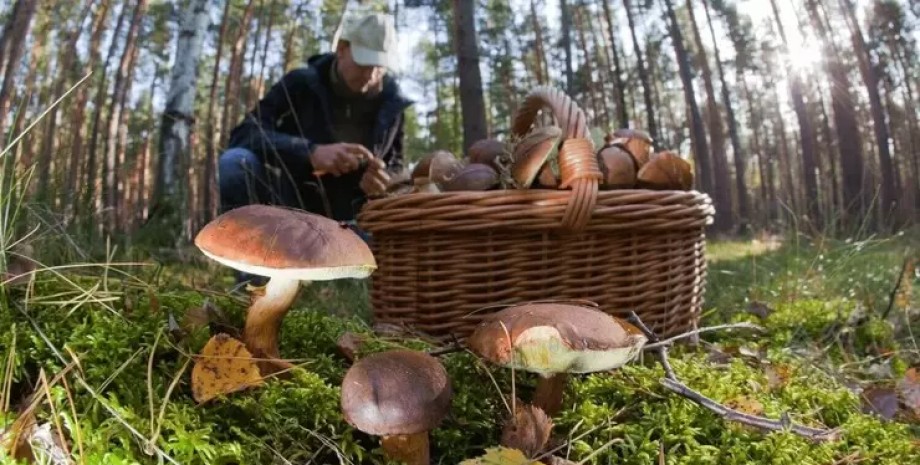собирание грибов