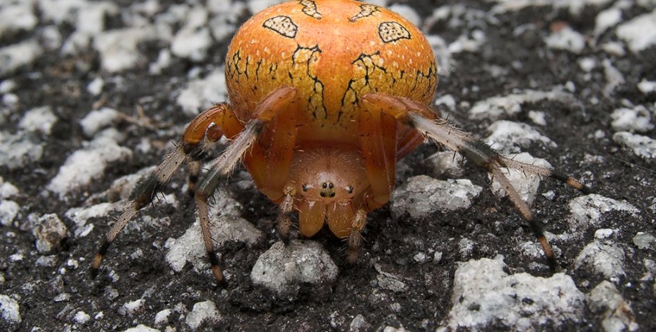 Araneus marmoreus, паук, самка, снимок