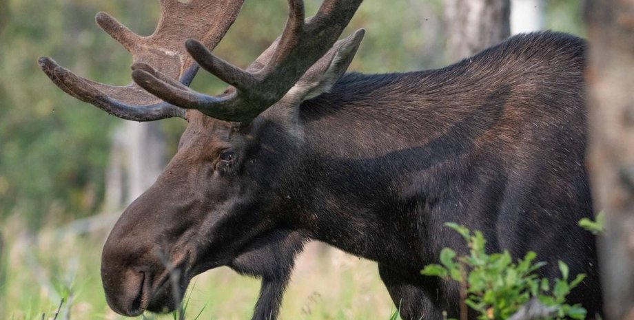 война в украине, война с россией, лось, ракетный удар, утренний ракетный удар украина