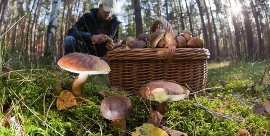 собирание грибов