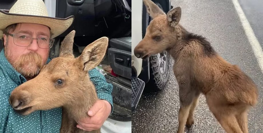 Врятував тварину від хижака, лось, лосиця, врятував від ведмедя, впустив у машину, звільнили з роботи, закон, захист диких тварин
