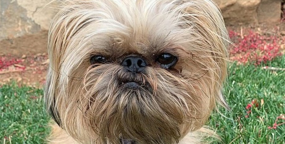 Бучі, сварливий пес, мем