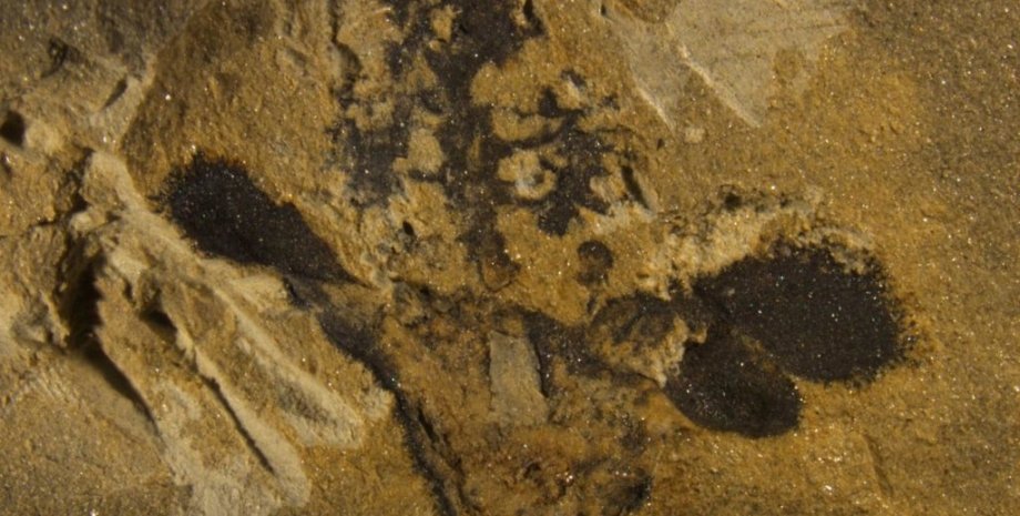 Окаменелость Nanjinganthus dendrostyla. Фото: Fu et al., 2018