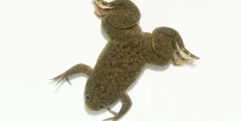 регенерация конечностей, лягушка