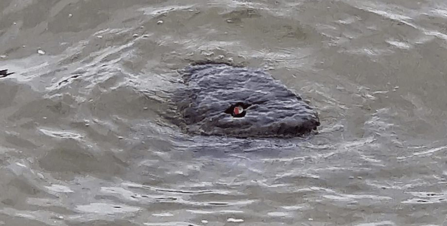 Неизвестное существо, река, объект, фото загадочного существа, малыш Годзилла, река Темза, соцсети, форум,