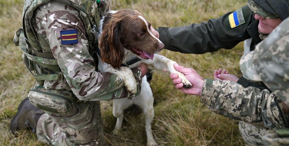 службовий собака Софі, кінологи ЗСУ, сапери собаки