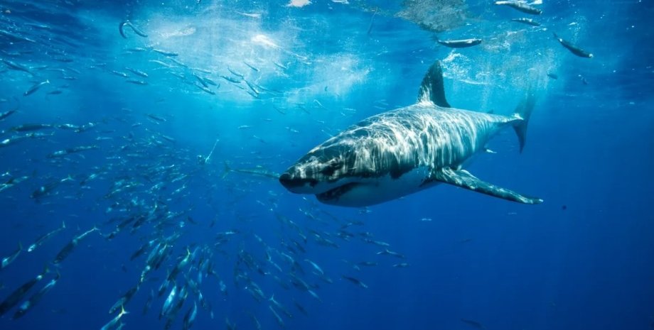 акула, велика біла акула