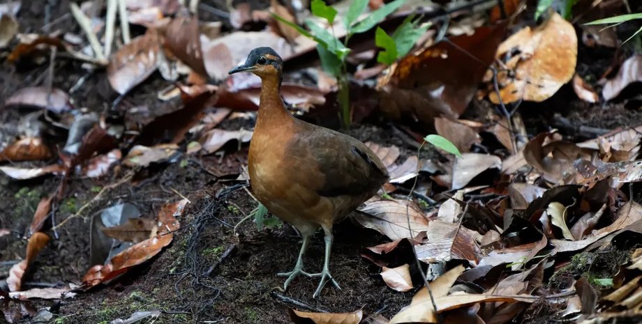 сланцево-масковий тинаму