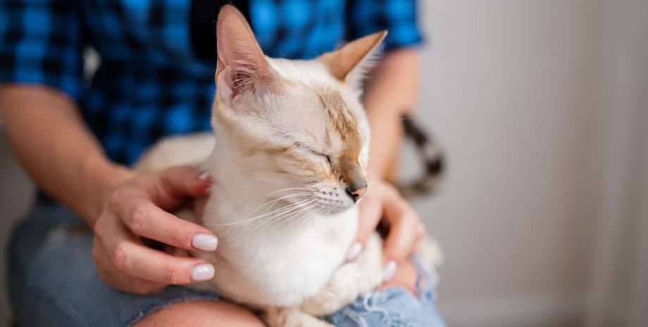 кошки, люди, поведение кошек