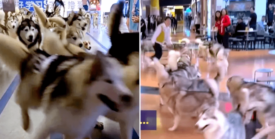 Собаки породы хаски разнесли торговый центр в Китае, псы сбежали из кафе Haha Husky Cute Pets, курьезы с домашними любимцами, видео