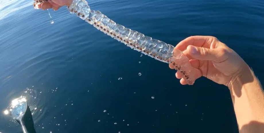 сальпа, морська сальпа