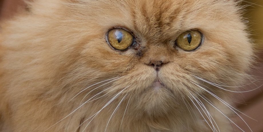 Рєестр, домашні тварини, кіт, собака