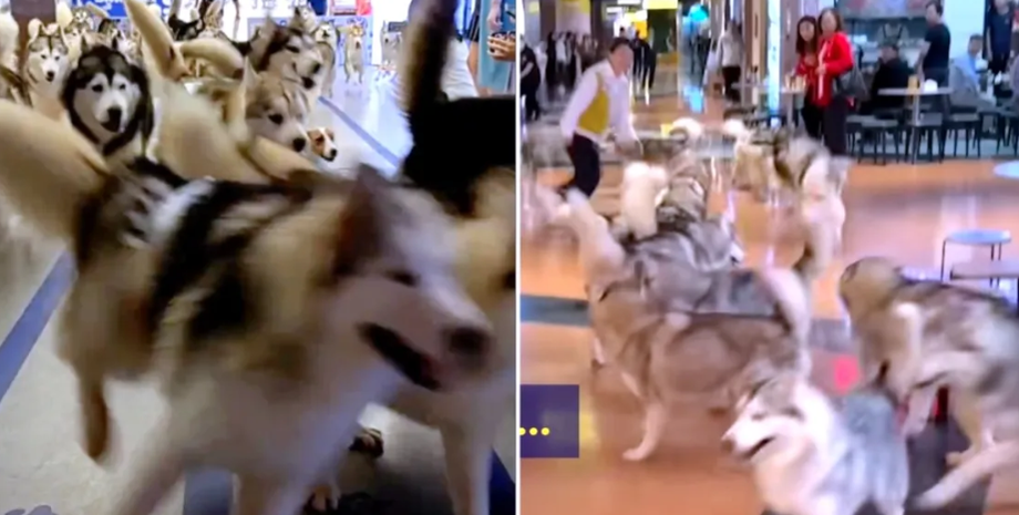 Собаки породы хаски разнесли торговый центр в Китае, псы сбежали из кафе Haha Husky Cute Pets, курьезы с домашними любимцами, видео