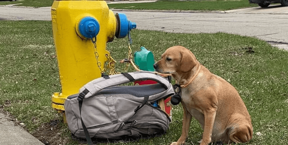 Брошенная собака, сумка полная игрушек, трогательное письмо, мир Хатико, история Хатико, новый дом, собачий диабет, собака