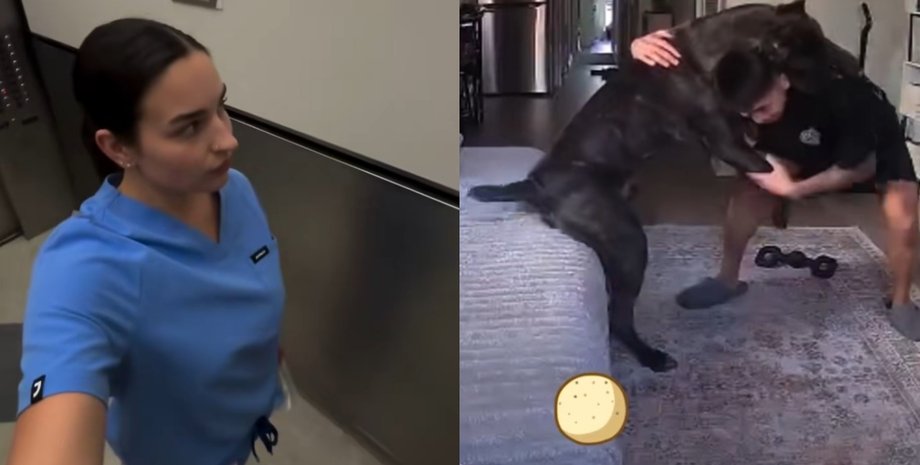 Чоловік бореться з великим собакою породи кане корсо у вітальні перед камерою відеоспостереження