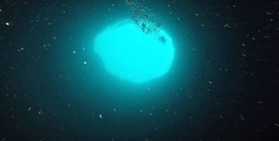 Фото: Mote Marine Laboratory via NOAA