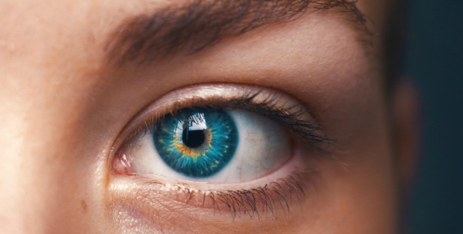 зрение, как работает зрение человека, дэвид уитни, мауро манасси, исследование зрения