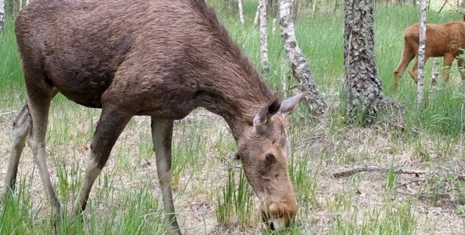 Животные, Чернобыльская зона, Лошадь Пржевальского, Красная книга, Медведь, Лось