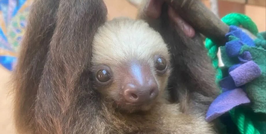 лінивці пускають вітри