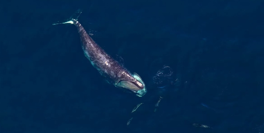 кит, североатлантический кит